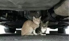 天冷了，開車前記得先喚醒它們！