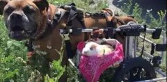 動物間沒有真感情？這只狗狗表示不服！