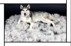 毛質差、過度脫毛？華興重磅推出犬美毛處方糧