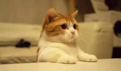 貓這種動物，一旦碰上，就再也戒不了了 華興寵