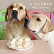 狗狗是否需要補鈣？補鈣應注意什么？ 華興寵物