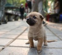 小奶狗剛到家一直叫怎么辦？