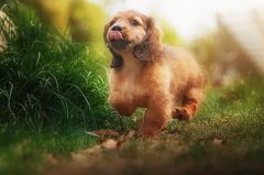 帶狗出門的五大注意事項，做個合格的養(yǎng)犬人