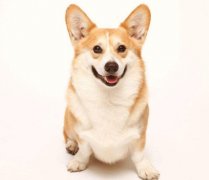 小型犬有非常特殊的需求需要特別照顧,你知道嗎？