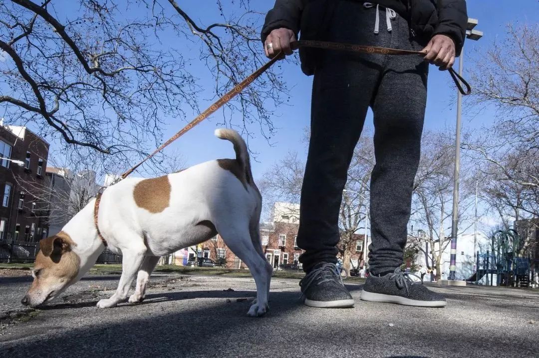 文明養(yǎng)犬知多少？切記做到“寵愛”有方~